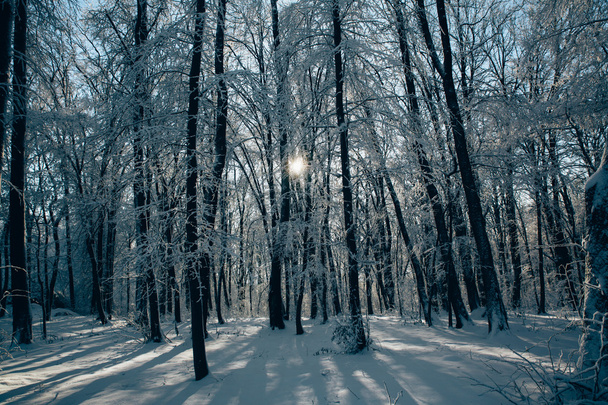 Západ slunce v lese mezi kmeny stromů v zimě - Fotografie, Obrázek