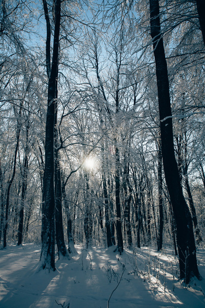 Puesta de sol en el bosque entre las cepas de los árboles en invierno
 - Foto, imagen