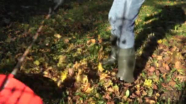 Raking fallen colorful leaves with rake tool in autumn garden. 4K - Footage, Video
