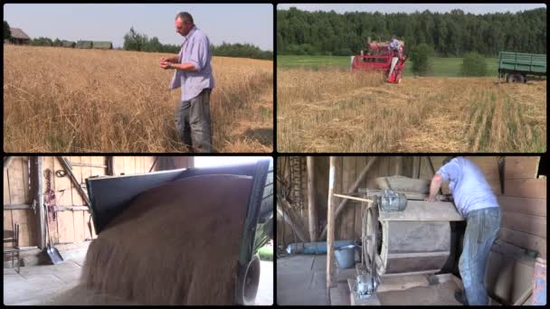 Férfi farmer ellenőrizze a betakarítás, és szitál búza növény. klipek kollázs - Felvétel, videó