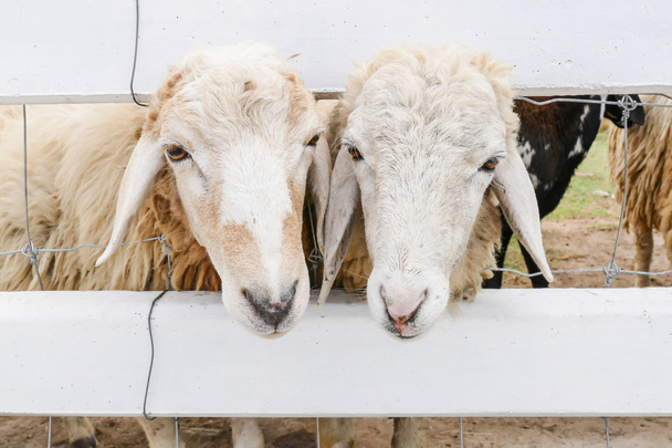 sheep in the farm - Fotografie, Obrázek
