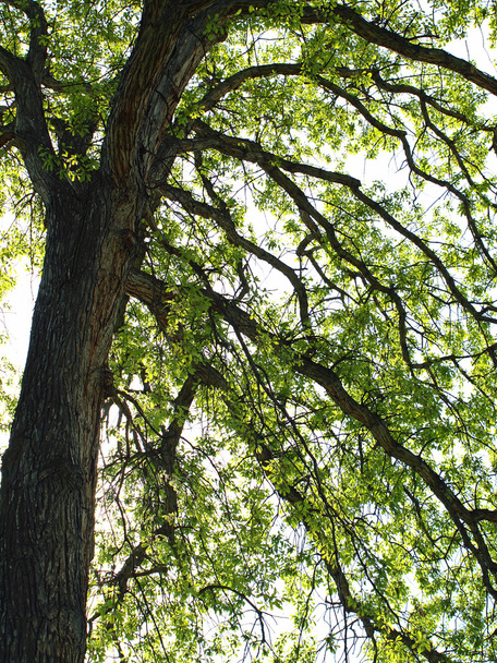 Ramas de árboles de hoja verde en un parque
 - Foto, imagen