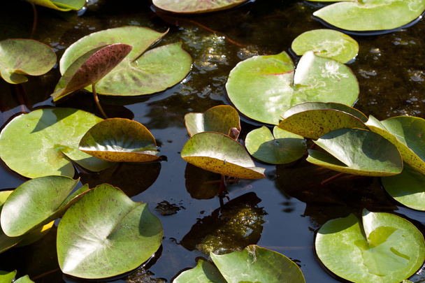 Lotus φύλλα - Φωτογραφία, εικόνα