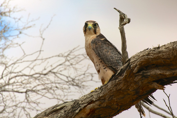 Lanner Falke im Kgalagadi Nationalpark - Foto, Bild