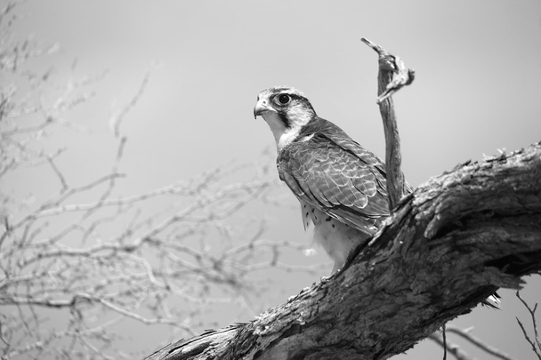 beautiful lanner falcon on a tree at kgalagadi - Photo, Image