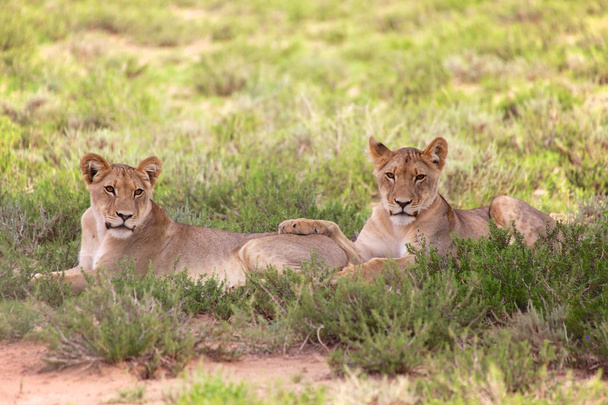 zwei junge Löwinnen im Kgalagadi Nationalpark - Foto, Bild