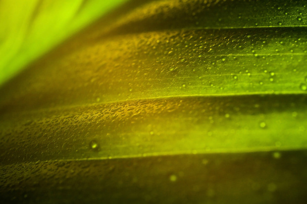 Macro shot of leaf with water drops - Foto, Imagen