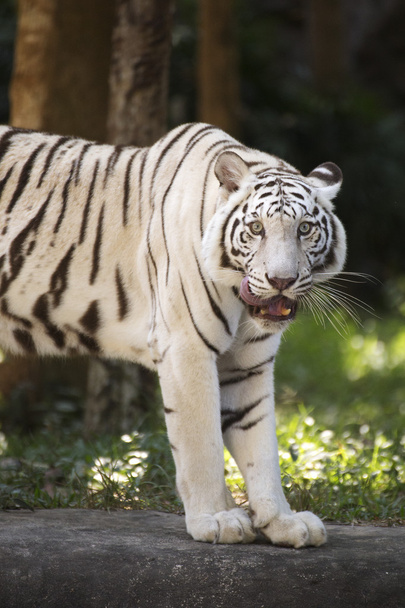 Η Λευκή τίγρη γλείφει τη μύτη με τη γλώσσα - Φωτογραφία, εικόνα