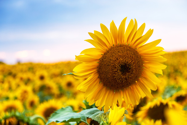 соняшникове поле жовті квіти
 - Фото, зображення