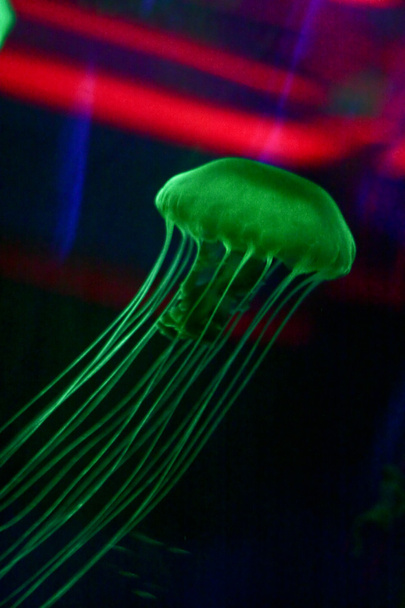 Meduza w zbiorniku akwarium - Zdjęcie, obraz