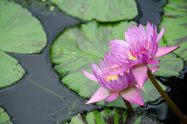 paarse water lily - Foto, afbeelding