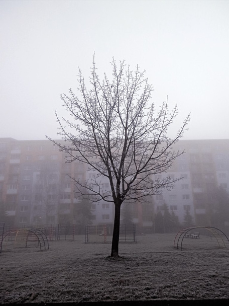 Ağaçta sis, kış. - Fotoğraf, Görsel