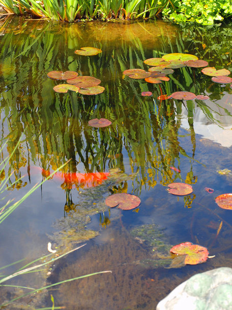 Un petit étang avec des serviettes Lilly et des poissons Koi
 - Photo, image