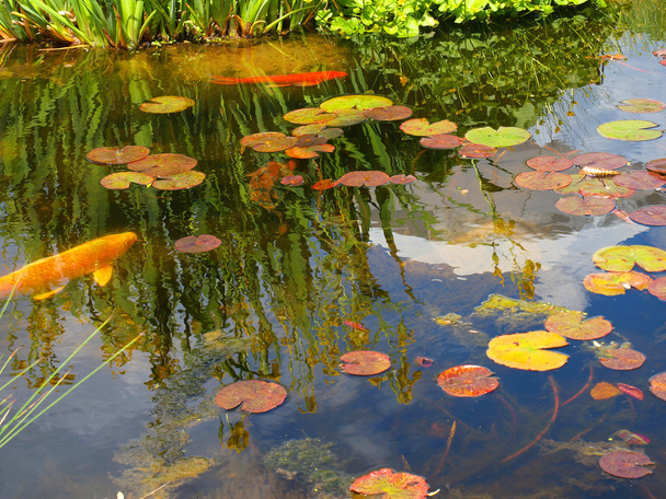 Uma pequena lagoa com almofadas Lilly e Koi Fish
 - Foto, Imagem