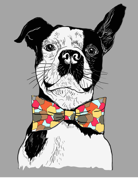 Portrait of French Bulldog - Vector, Image