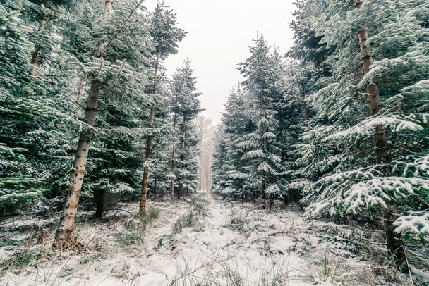 Bos met pijnbomen in de winter - Foto, afbeelding