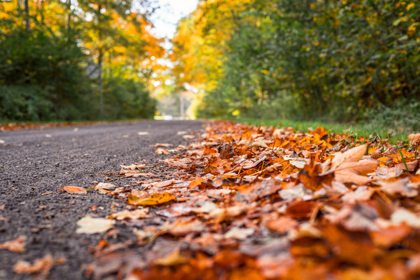 Podzimní listí na silnici - Fotografie, Obrázek