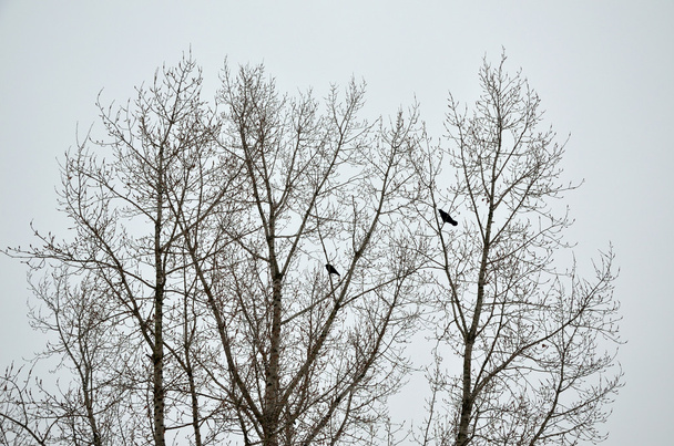 Twee kraaien op de boom - Foto, afbeelding