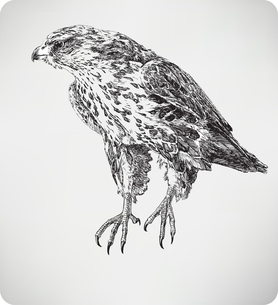 Bird falcon, hand drawing, vector illustration. - Vetor, Imagem