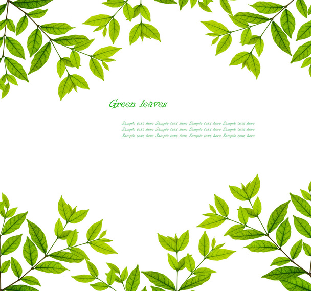 зелене листя кадру
 - Фото, зображення