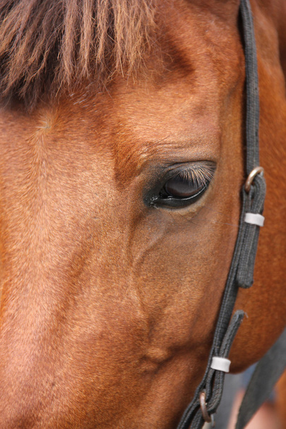 Кінь крупним планом обличчя
 - Фото, зображення