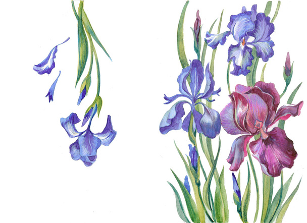 Irises on a white background - Photo, image
