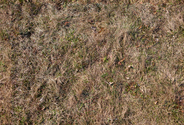 Безшовна текстура старої трави
 - Фото, зображення