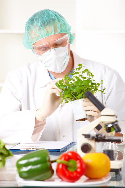 実験室で遺伝子組み換え野菜を保持している研究員 - 写真・画像