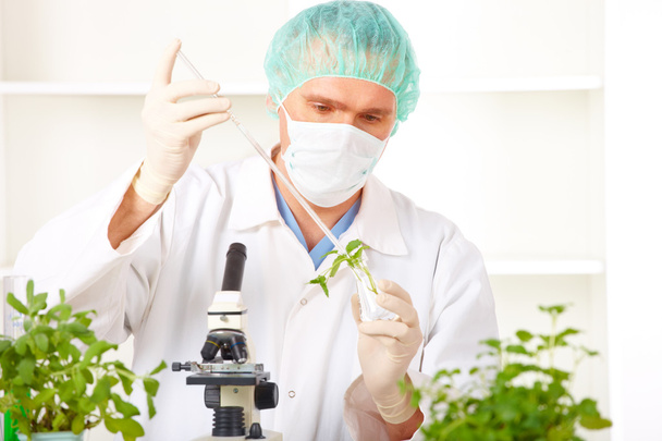 Forscher hält eine gmo-Pflanze im Labor hoch - Foto, Bild