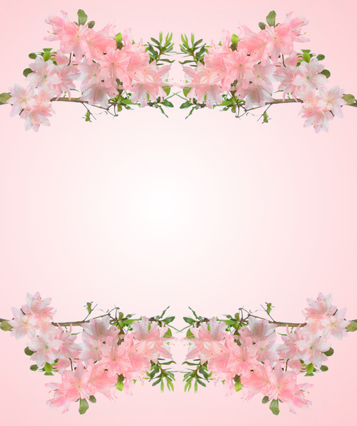 Azaleas rosadas
 - Foto, Imagen