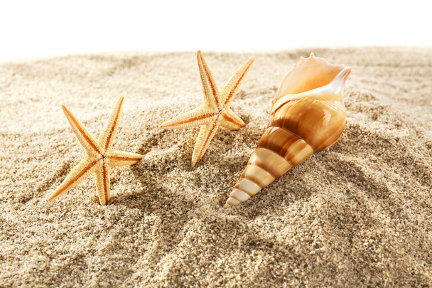 Sea stars and shells - Foto, imagen