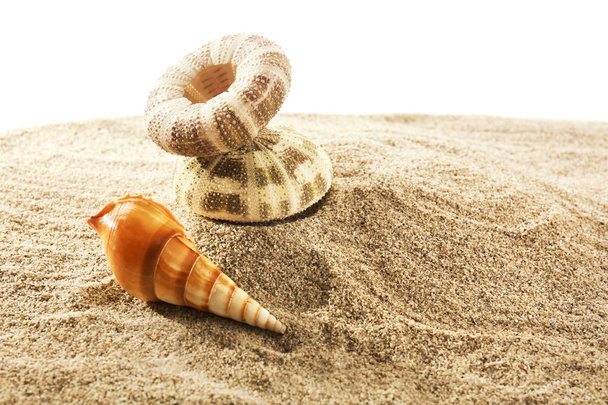 Sea shells on sand - 写真・画像