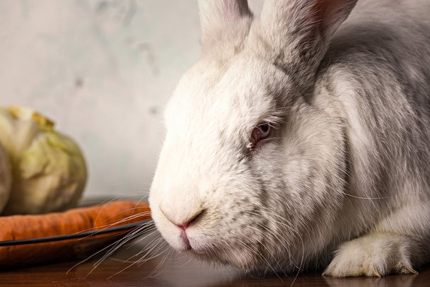 Conejo blanco sentado en la mesa
 - Foto, Imagen