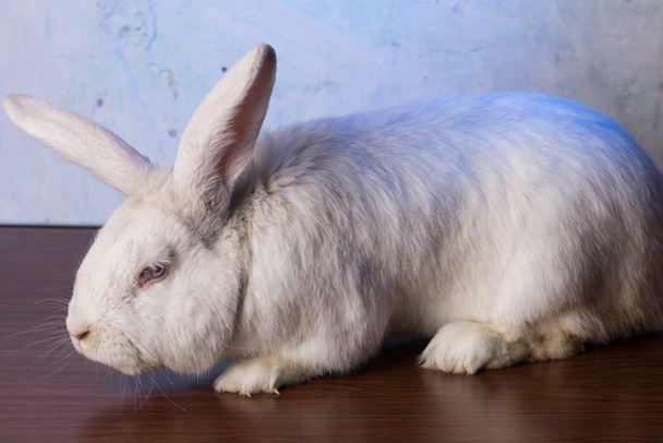 Wit konijn zittend op tafel - Foto, afbeelding