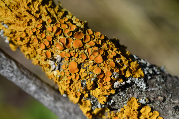 lichen Xanthoria the wall - Photo, Image