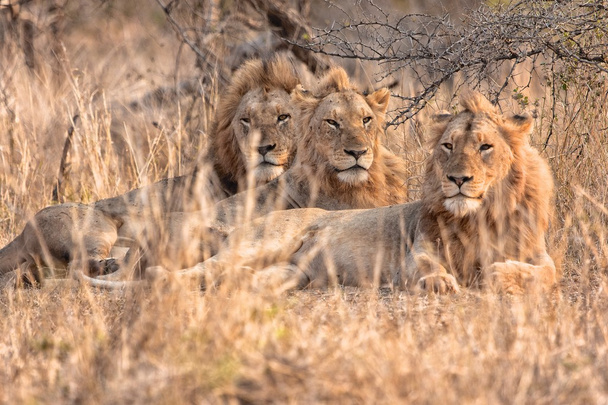 hermano de tres leones descansando en Etosha
 - Foto, imagen