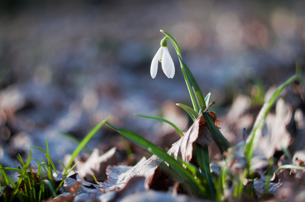 Pierwszy snowdrop kwiat wiosna - Zdjęcie, obraz