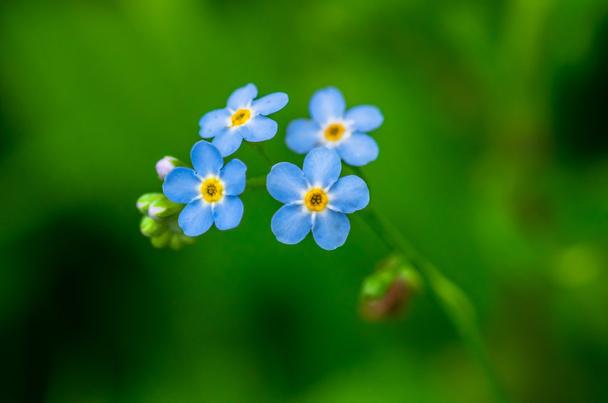 Μη με ξεχάσεις, μπλε λουλούδια.  - Φωτογραφία, εικόνα