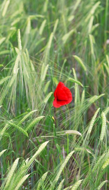 amapola roja en la hierba verde por la tarde. estilo country
. - Foto, imagen