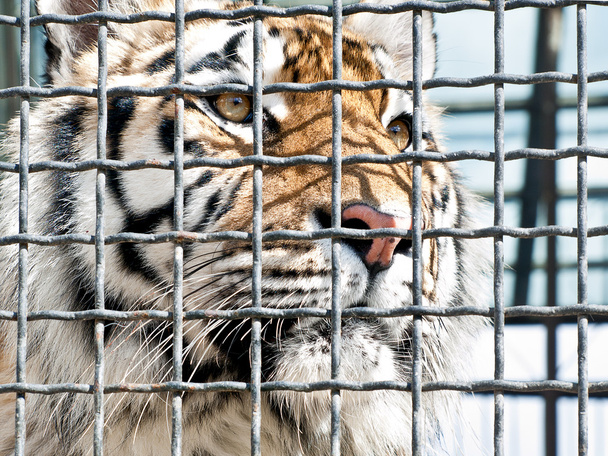 Koninklijke tijger - Foto, afbeelding