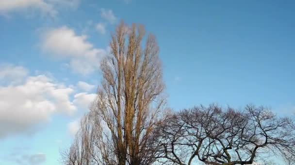 zaman atlamalı beyaz bulutlar ile rüzgar ve mavi kış gökyüzünde çıplak ağaçların - Video, Çekim