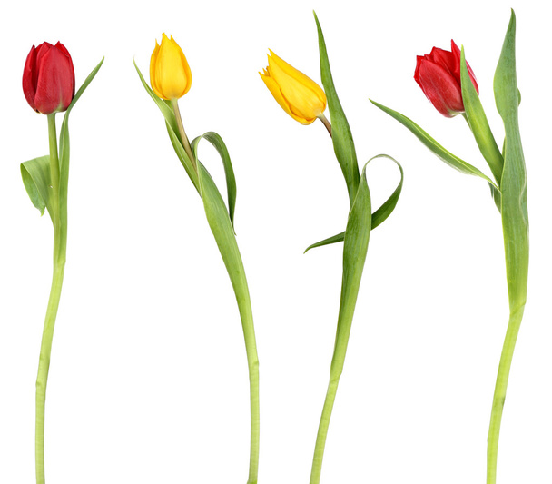 Elegant tulip flowers - Fotoğraf, Görsel