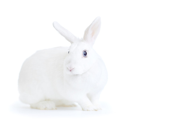 белый кролик, изолированный на белом, смотрит в камеру
 - Фото, изображение