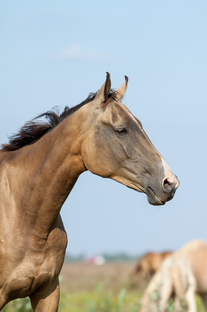 puhdasrotuinen akhal-teke hevosmuotokuva
 - Valokuva, kuva
