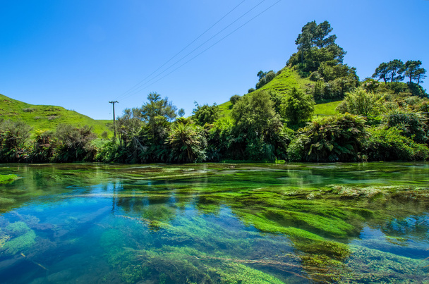 Синій весни, розташованому в Te Waihou доріжки, Гамільтон, Нова Зеландія. - Фото, зображення