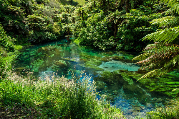 Blue Spring die gelegen op de Te Waihou Walkway, Hamilton, Nieuw-Zeeland is. - Foto, afbeelding
