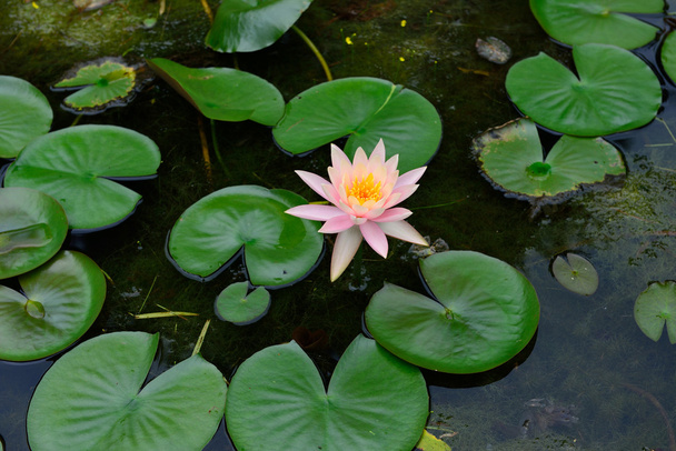 美しい蓮の池 - 写真・画像