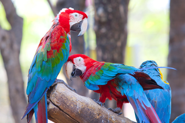 krásná scarlet papoušek - Fotografie, Obrázek