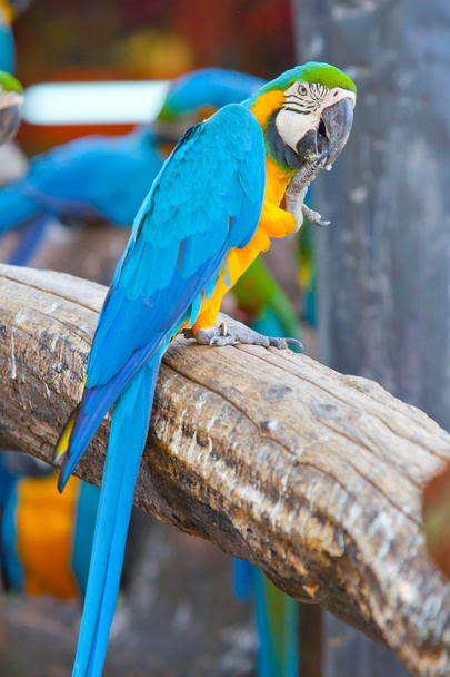Gyönyörű Ara papagáj - Fotó, kép