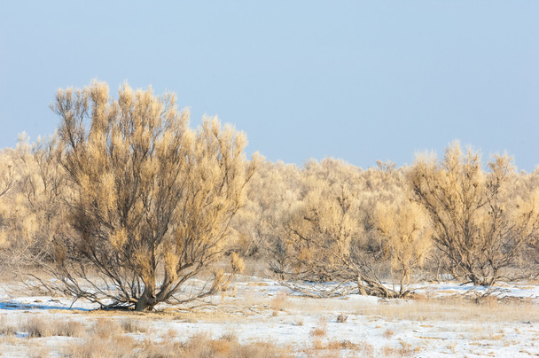 steppen winter. haloxylon. saksaul de winter. Kazachstan. Kapchagai Bakanas - Foto, afbeelding